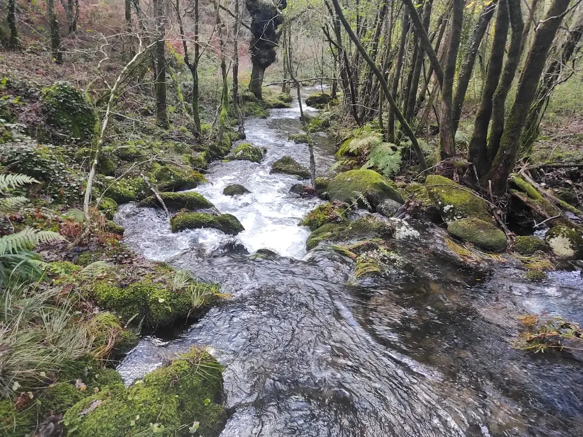 Río da Patela entre rocas y vegetación junto a la Fábrica da Luz de Cuntis