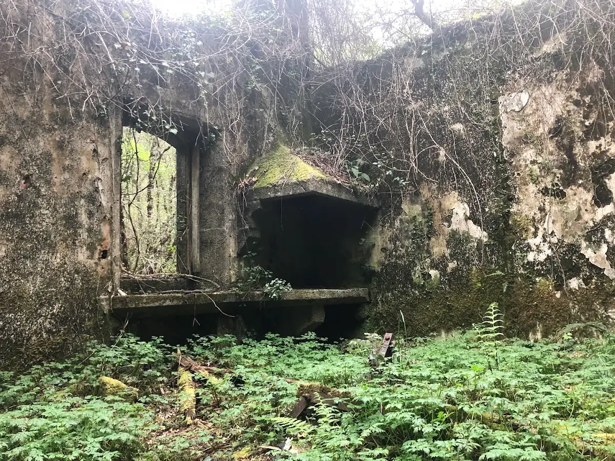 Interior en ruinas de la Fábrica da Luz de Cuntis cubierto de musgo, helechos y vegetación